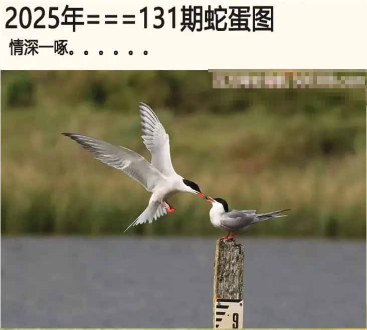 131期另版蛇蛋图[图]